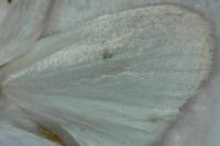 Spilosoma lubricipeda