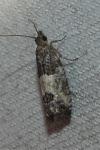 Spilonota ocellana