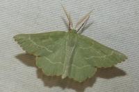 Thalera fimbrialis