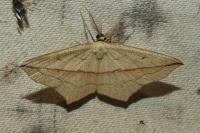 Timandra comae