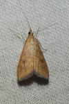 Udea ferrugalis