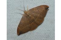 Watsonalla binaria