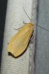 Wittia sororcula