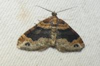 Xanthorhoe ferrugata
