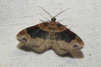 Xanthorhoe ferrugata