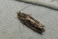 Zeiraphera isertana