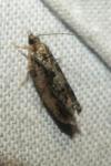 Zeiraphera isertana