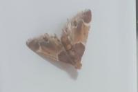 Pyralis farinalis