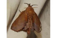 Gastropacha quercifolia