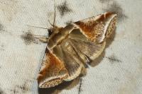 Habrosyne pyritoides