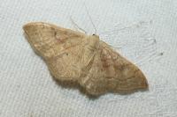 Idaea rubraria