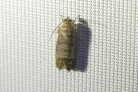 Cydia pomonella
