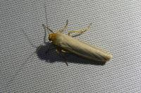 Manulea complana
