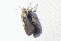 Xestia c-nigrum