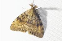 Lymantria dispar