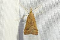 Synaphe punctalis