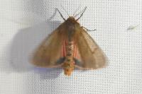 Phragmatobia fuliginosa