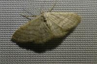 Idaea subsericeata