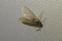 Acentria ephemerella
