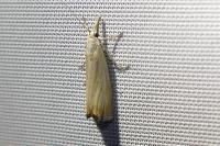 Chrysoteuchia culmella