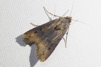 Agrotis ipsilon