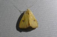 Rivula sericealis