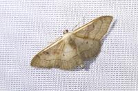 Idaea rubraria