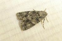 Acronicta rumicis