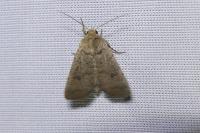 Hoplodrina
