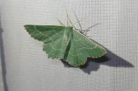 Thalera fimbrialis
