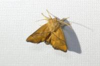 Apoda limacodes