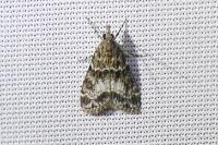Eudonia mercurella