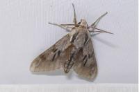 Hyloicus pinastri
