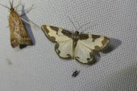 Lomaspilis marginata