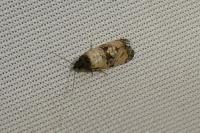 Cochylis atricapitana