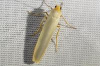 Manulea complana