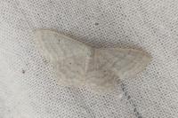 Idaea subsericeata