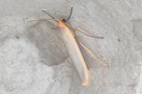 Manulea complana