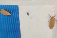 Wittia sororcula