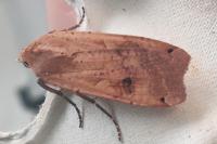 Noctua pronuba