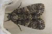 Acronicta rumicis