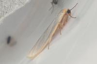 Eilema caniola