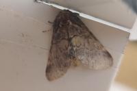 Gluphisia crenata