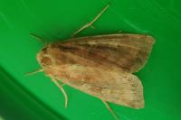 Lacanobia splendens