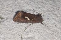 Macdunnoughia confusa
