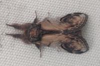 Notodonta ziczac