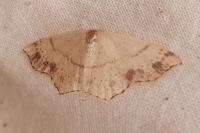 Cyclophora punctaria
