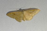 Idaea rubraria
