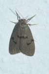 Apaidia mesogona