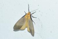 Lithosia quadra